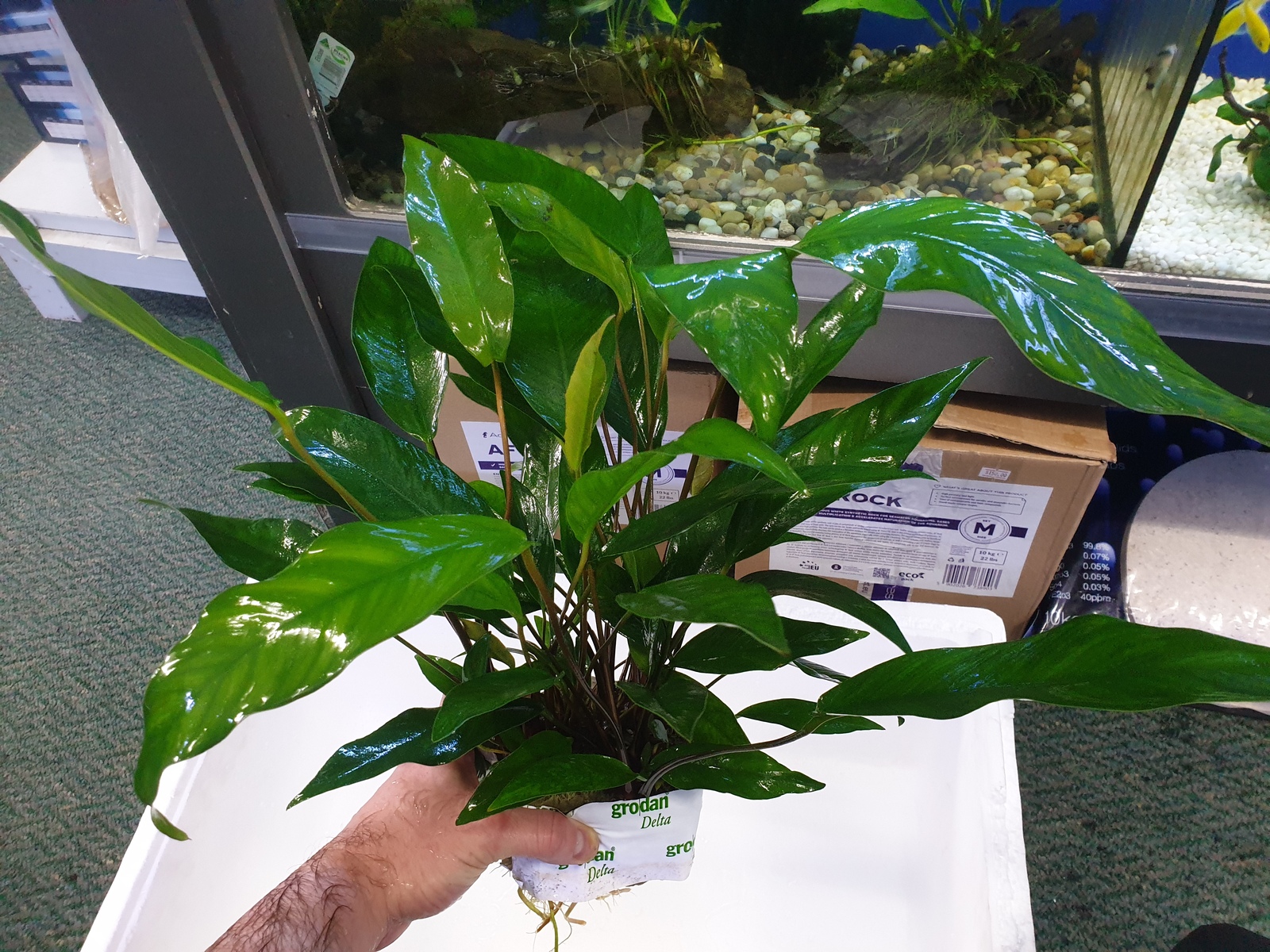 ANUBIA HYBRID MOTHER PLANT 4050CM LIVE PLANT