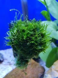 Floating Java Moss Ball with Plant