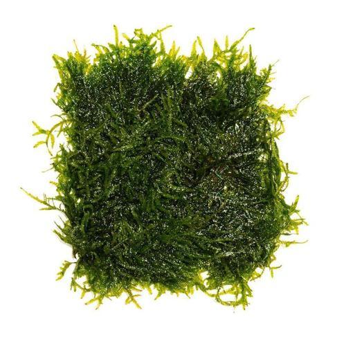 Java Moss (golf ball size)