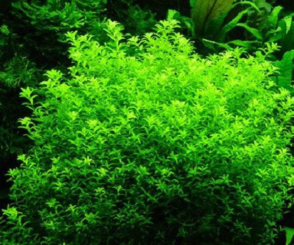 Pearl grass deals