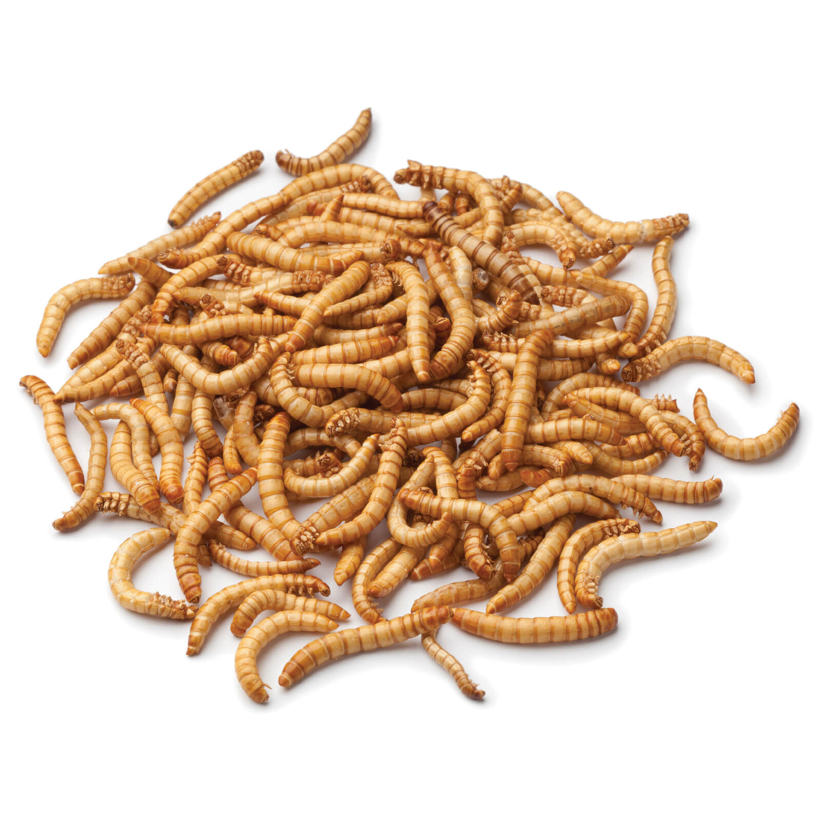 Regular Mealworms 50g Tub