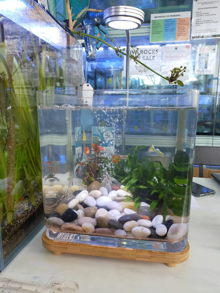 Square fish discount tanks for sale