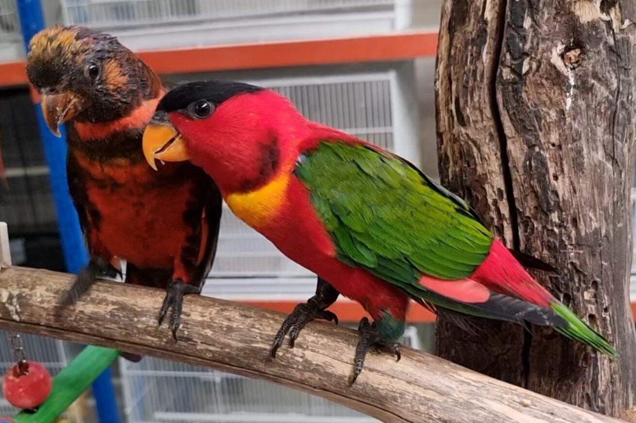 Handreared Yellow Bibbed Lory