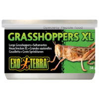 Exo Terra Wild Grasshoppers XL 34g