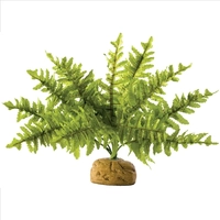 Exo Terra Boston Fern Small 25cm Wide