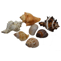 Zoo Med Mixed Fancy Crab Shell 1pc
