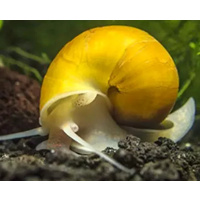 Gold Mystery Snail Small