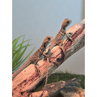 Eastern Water Dragon Hatchling