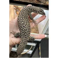 Ridged Tailed Ackies Monitor