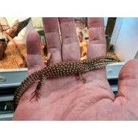 Red Ridged Tailed Ackies Monitor Hatchling