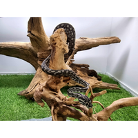 Julatten Jungle Python