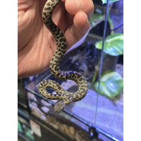 Spotted Python