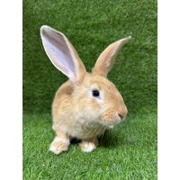 New Zealand Giant Rabbit