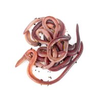 Fish Organic Earthworms 25g