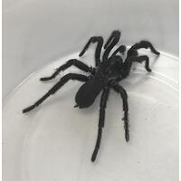 Trapdoor Spider Adult