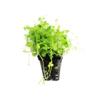 Hydrocotyle Mini 5cm Pot