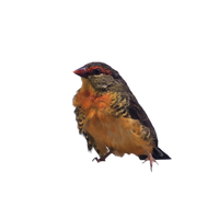 Orange Breasted Waxbill