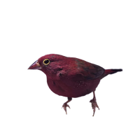 African Fire Finch