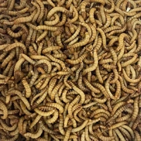 Minibeast Regular Mealworm Bulk 500g 3000+ Worms