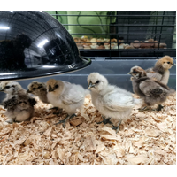 Silkie Chicken