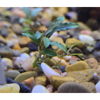 Buce Narrow Mini Catherinae Bucephalandra 5-6 leaves