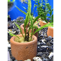 Needle Leaf Java Fern In 3cm Terracotta Pot