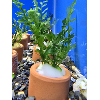 Dwarf Bolbitus 3cm Terracotta Pot