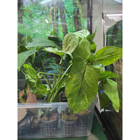 Syngonium Assorted Terrarium Plant