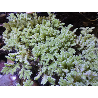 Azolla Pinnata Native Floating Plant Golf Ball Size Portion