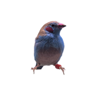 Cordon Bleu Finch