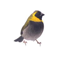Cuban Finch