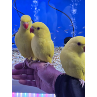 Handreared Lutino Indian Ringneck