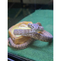 Darwin Carpet Python