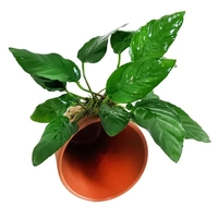 Assorted Anubias On 9cm Terracotta Pot