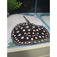 Black Diamond Stingray