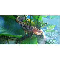 Freshwater Tiger Moray Eel 25+cm