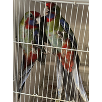 Crimson Rosella
