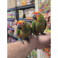 Handreared Golden Capped Conure