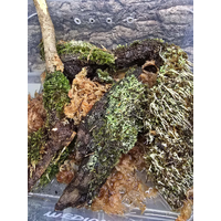 Fish Organic Assorted Live Terrarium Moss on Driftwood Creations Large
