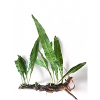 Decor Driftwood with Java Fern
