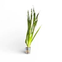 Vallisneria Medium 5cm Pot