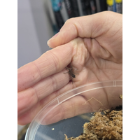 Phlogius Kuttubul Sling