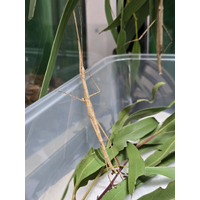 Cyclone Larry Stick Insect Assorted