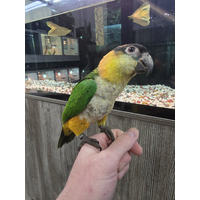 Handreared Black Headed Caique