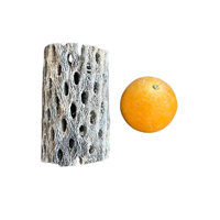 Blackwater Teddy Cholla Wood 14cm
