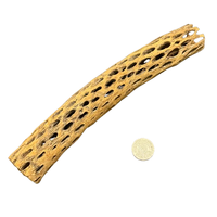 Blackwater Teddy Cholla Wood 30cm