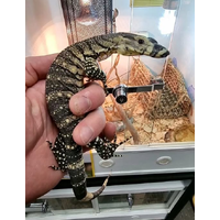 Lace Monitor Juvenile