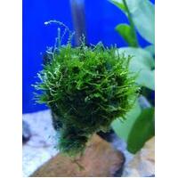 Floating Java Moss Balls - Fontinalis Topiary Balls