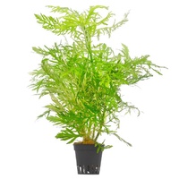 Wisteria 5Cm Pot