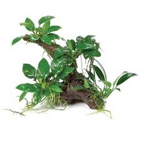 Nano Rainforest Garden